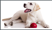 zum Hundezubehör Shop